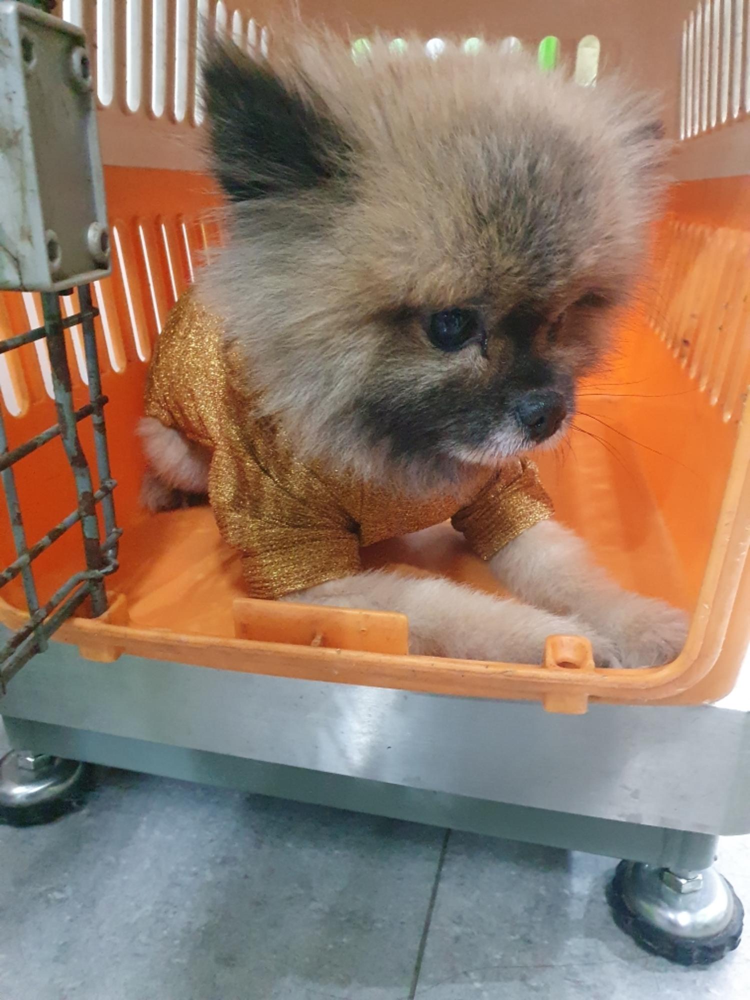 펫앤쉘터동물병원_441378202302033