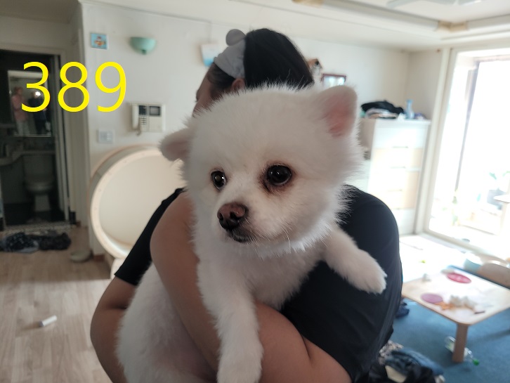 신영재동물병원_428355202300613