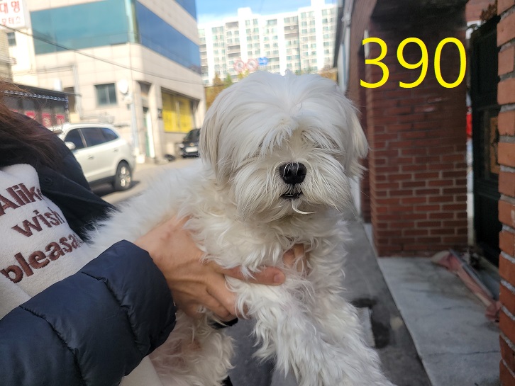 신영재동물병원_428355202300614