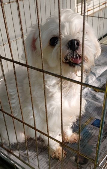 보령시유기동물보호소_444451202301045
