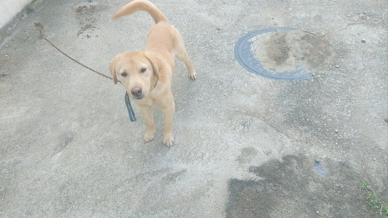 산청동물보호센터_448545202300193