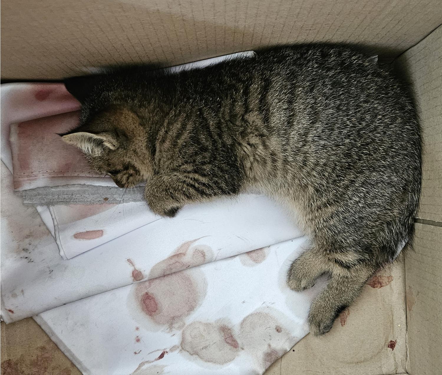 대구유기동물보호협회_427347202301023