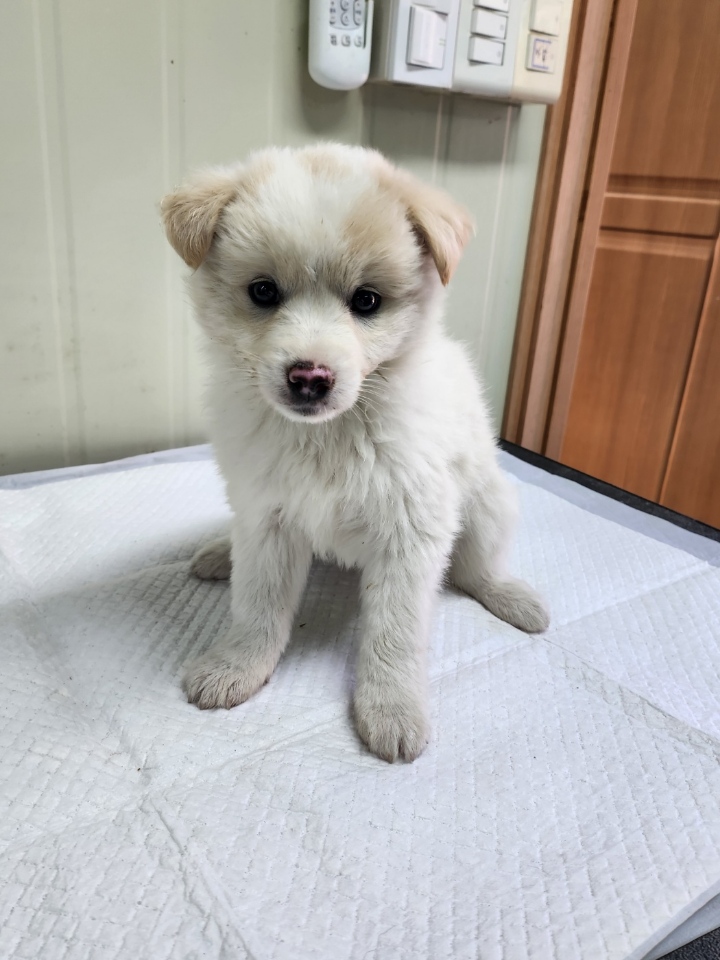 영주시 동물보호센터_447509202300251