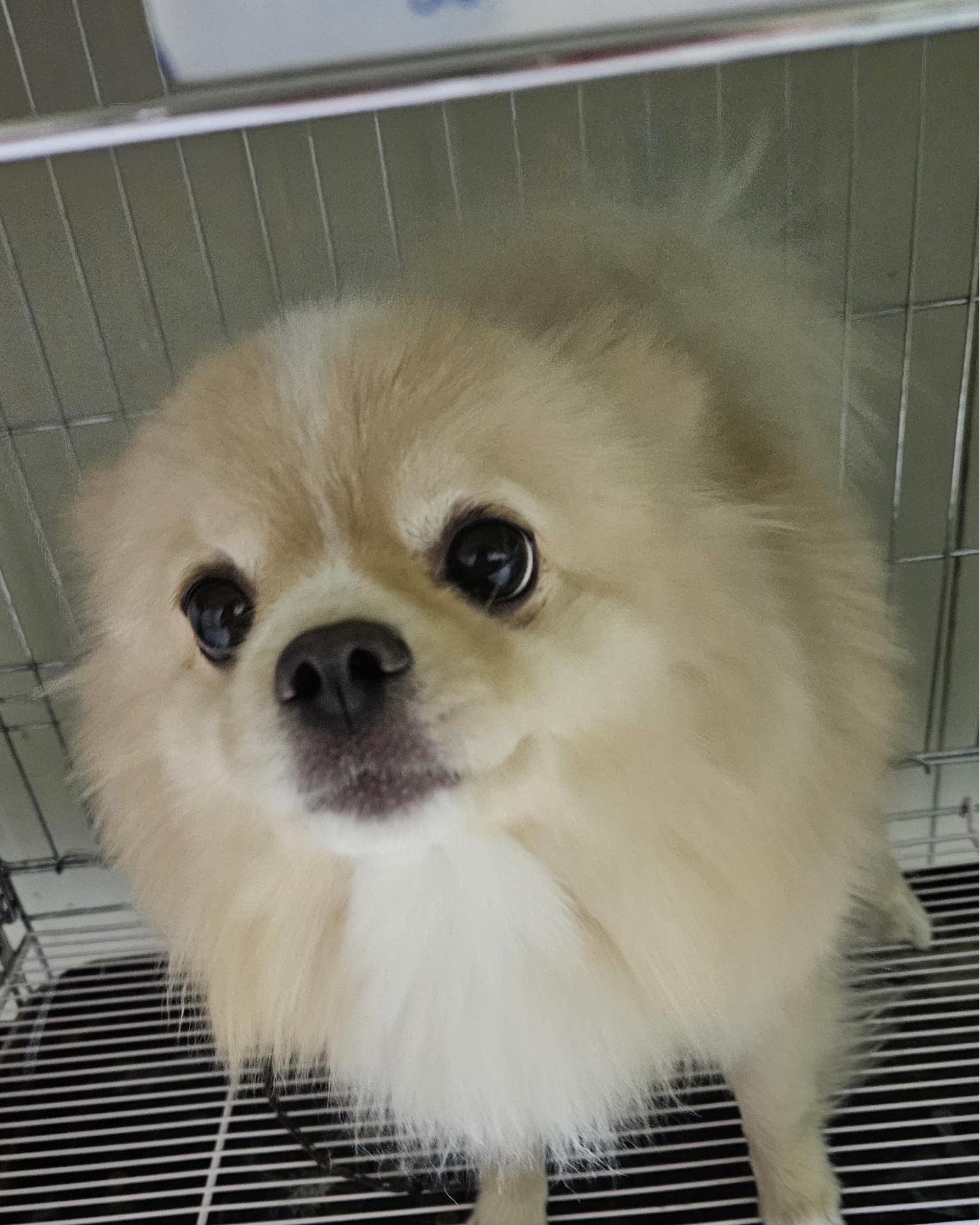 종료(입양) 포메라…