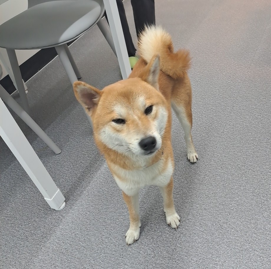 수원시 동물보호센터_441374202301382