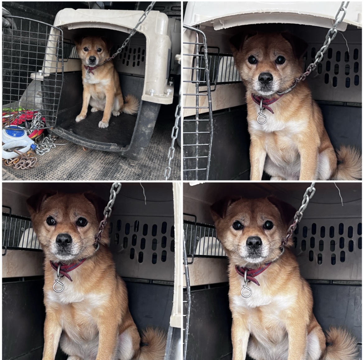천안시유기동물보호소_444449202302307