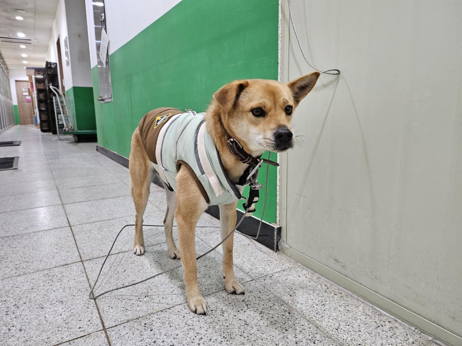 고양시동물보호센터_441394202302467