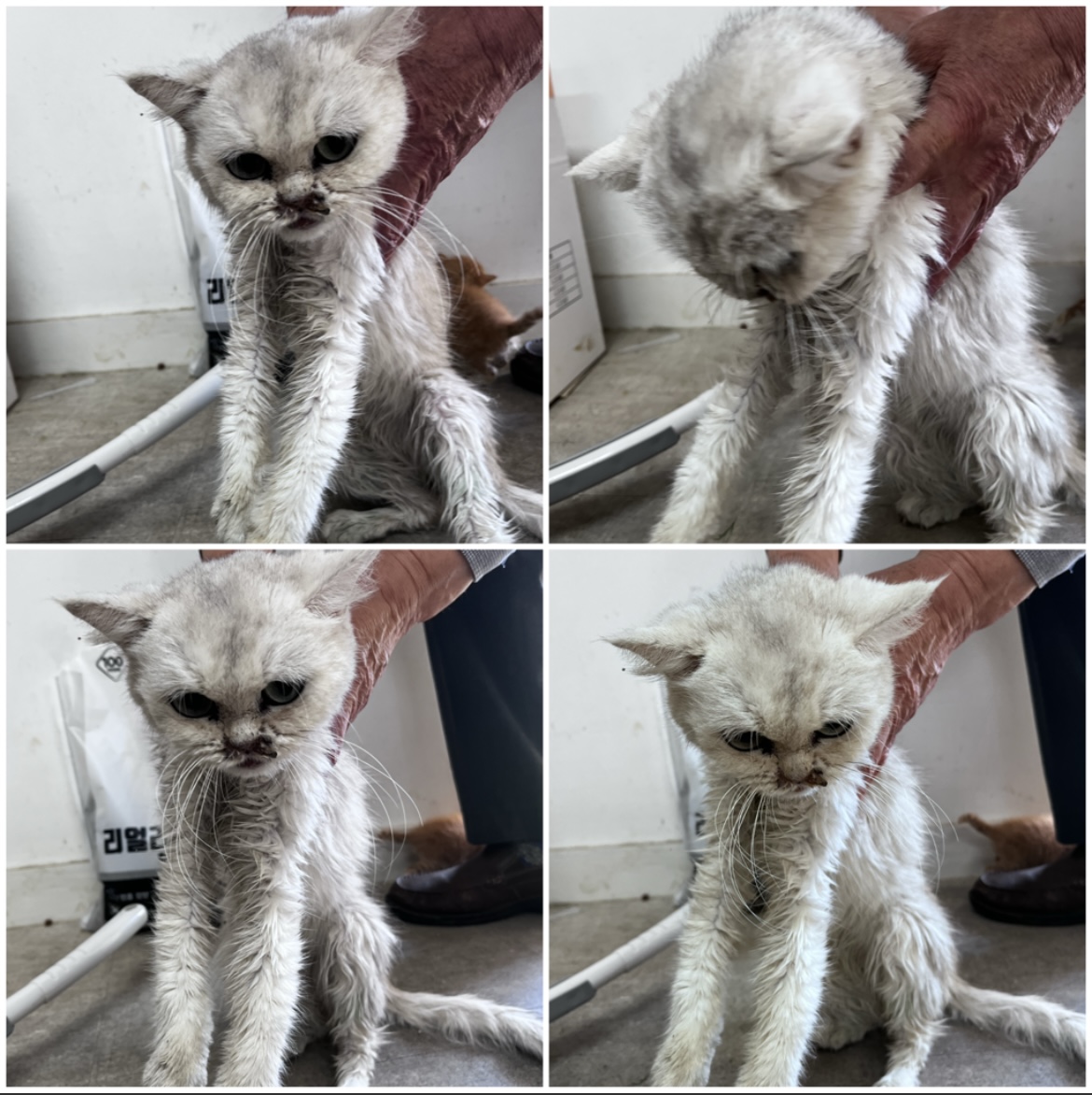 천안시유기동물보호소_444449202302309