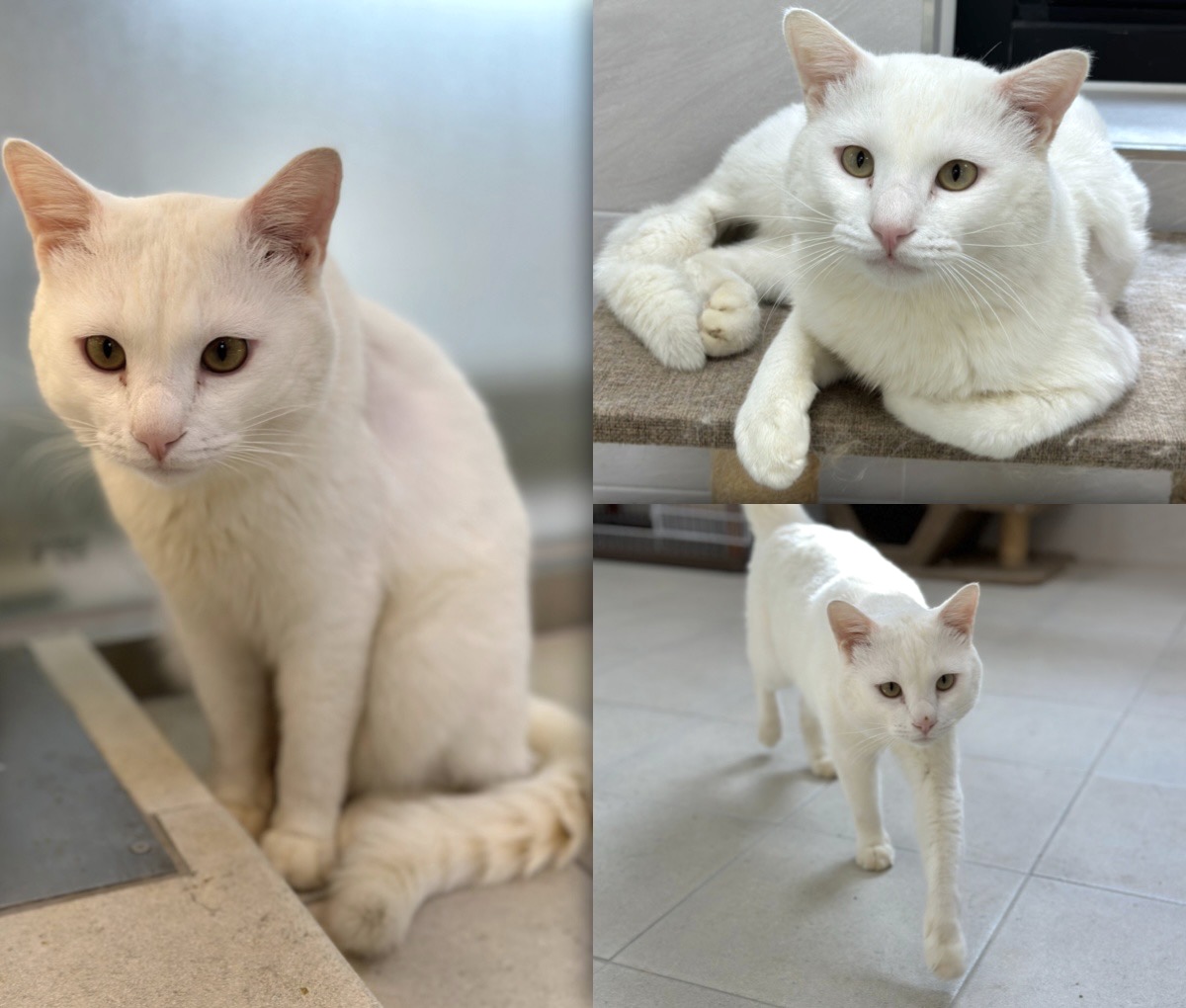 [고양이] 한국 고양이 경북-경주-2023-01053 유기동물 배경 이미지 입니다.