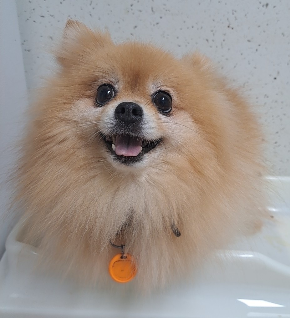 수원시 동물보호센터_441374202301386