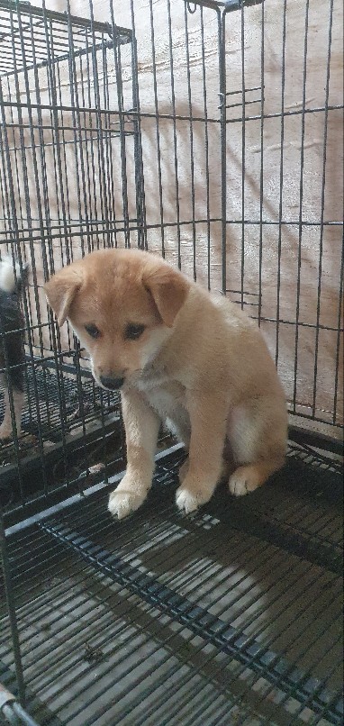 고령군 임시보호소_447520202300431