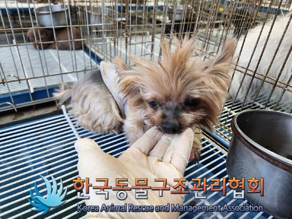 종료(반환) 요크셔…