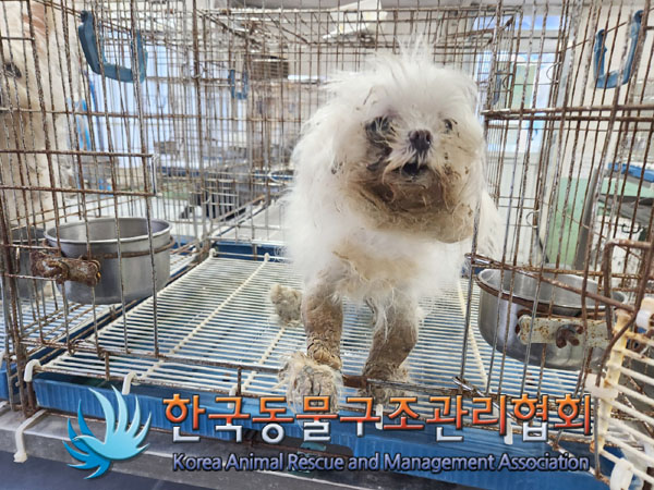 한국동물구조관리협회_411310202300554