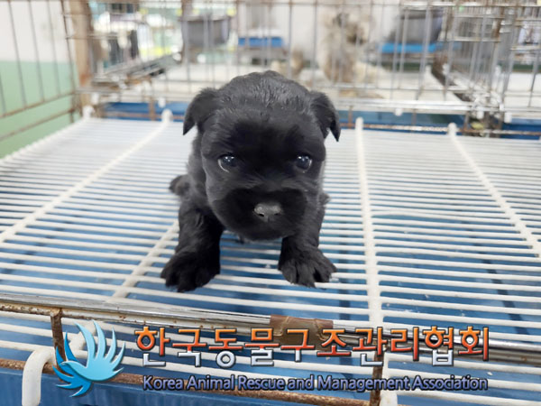 종료(입양) 믹스견…