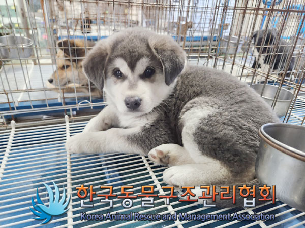 한국동물구조관리협회_441559202301214