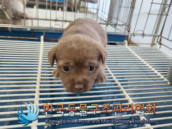 한국동물구조관리협회_441392202300245