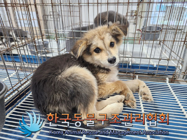 종료(안락사) 믹스…
