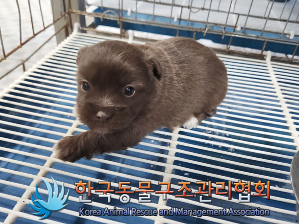 한국동물구조관리협회_441392202300246