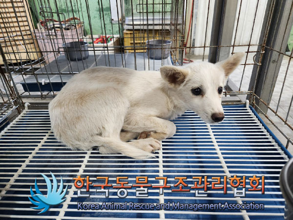 한국동물구조관리협회_441414202300915