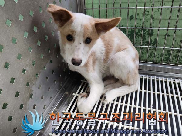 한국동물구조관리협회_441414202300916