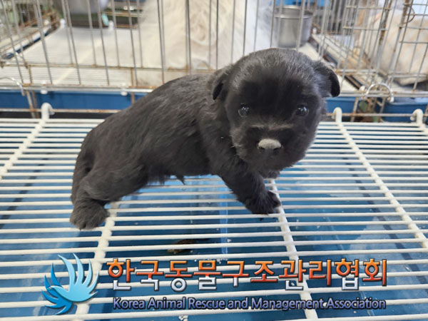 한국동물구조관리협회_441392202300244