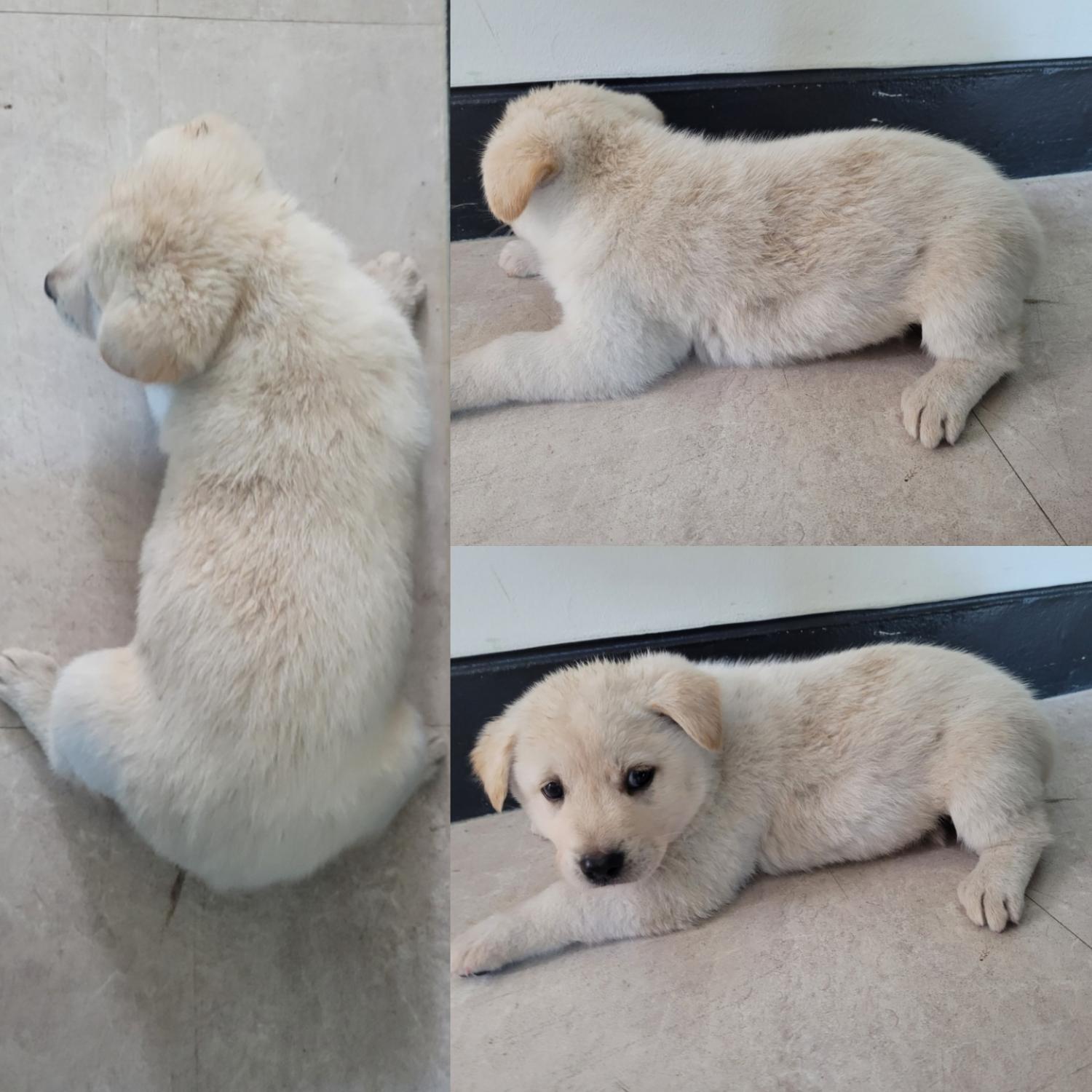 논산시 동물보호센터_444454202300964