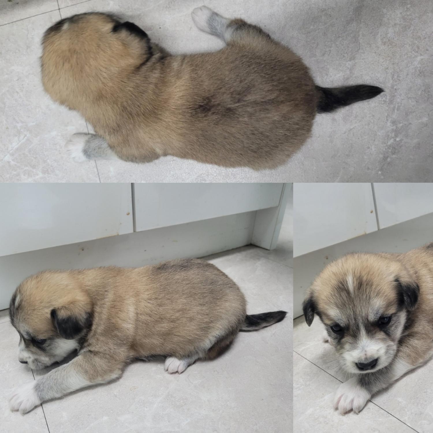 논산시 동물보호센터_444454202300977