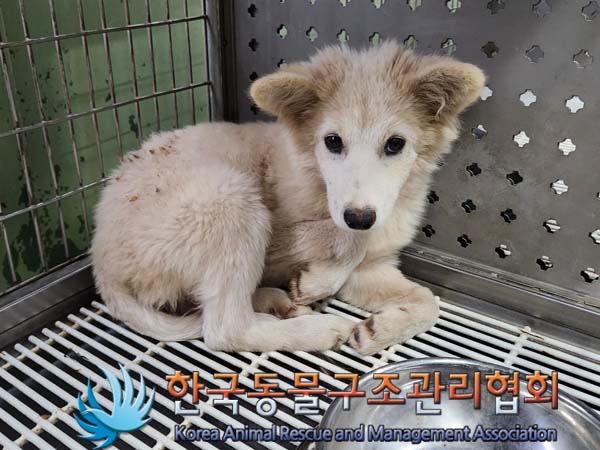 한국동물구조관리협회_441414202300918