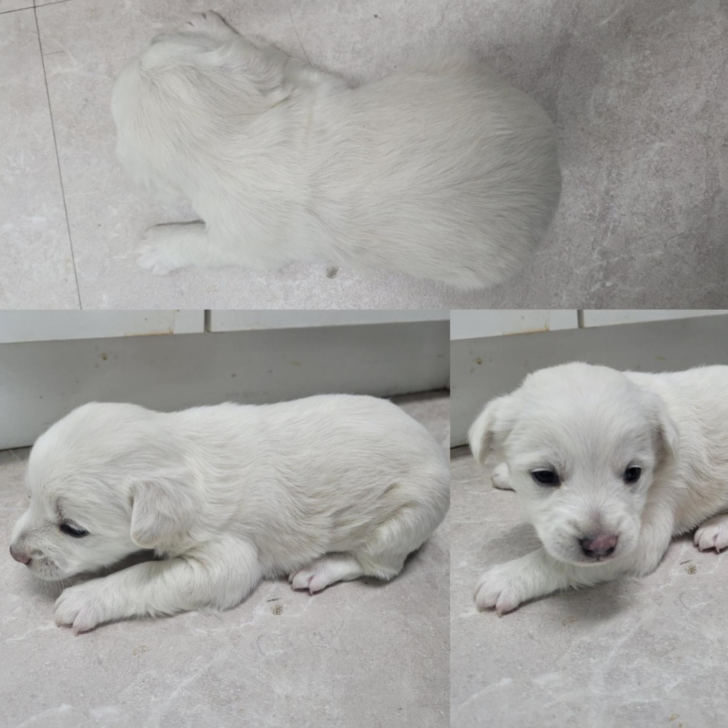 논산시 동물보호센터_444454202300976