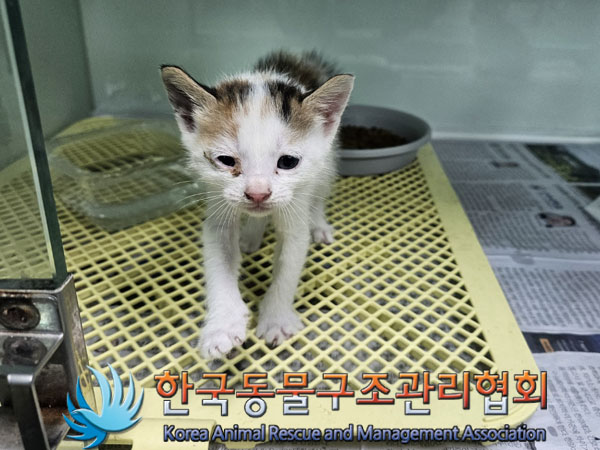 한국동물구조관리협회_441560202301479