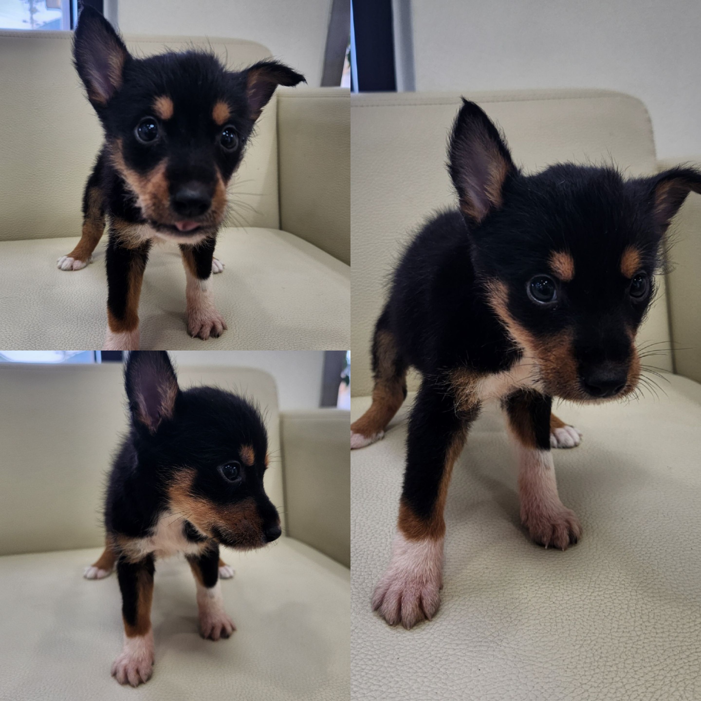 경주동물사랑보호센터_447505202301129