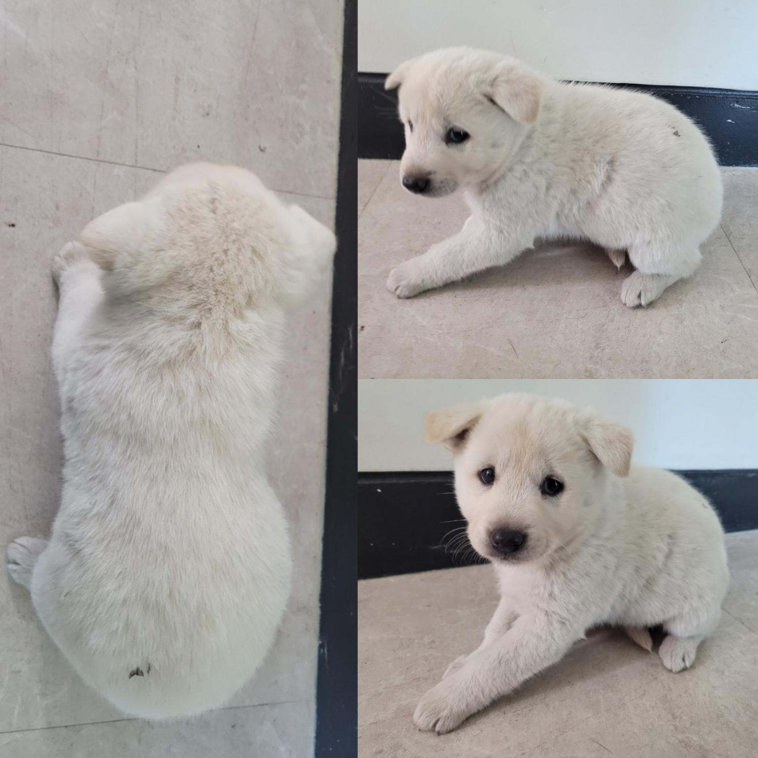 논산시 동물보호센터_444454202300962