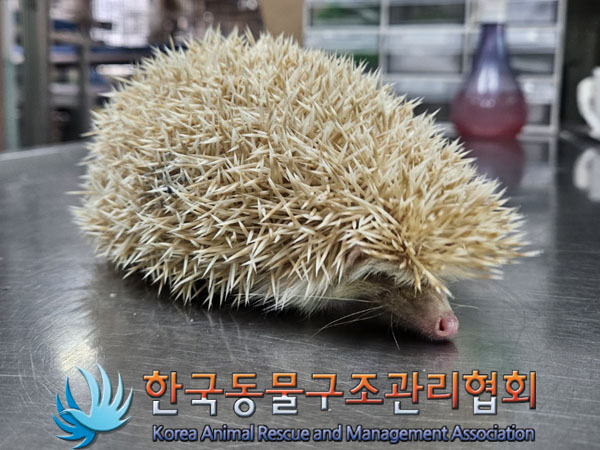 한국동물구조관리협회_441382202300851