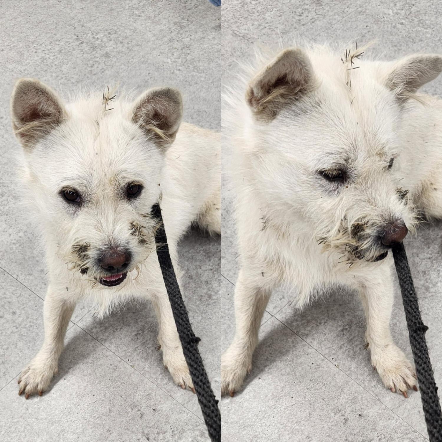 경주동물사랑보호센터_447505202301127