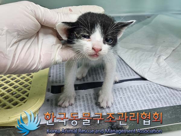 한국동물구조관리협회_441560202301480