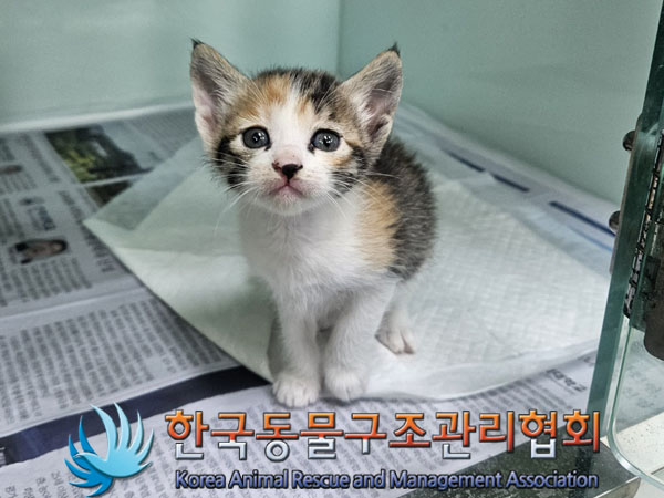 종료(입양) 한국 …