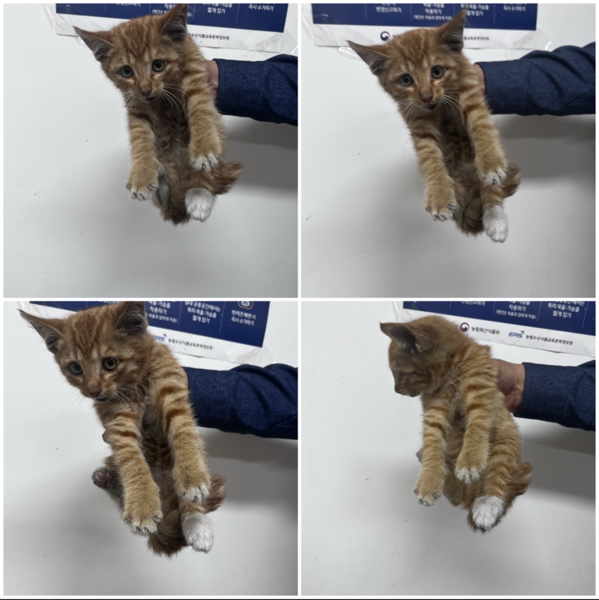 천안시유기동물보호소_444449202302315
