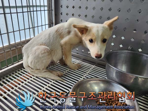 종료(안락사) 믹스…