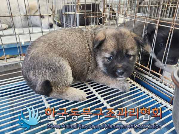 한국동물구조관리협회_441409202301878