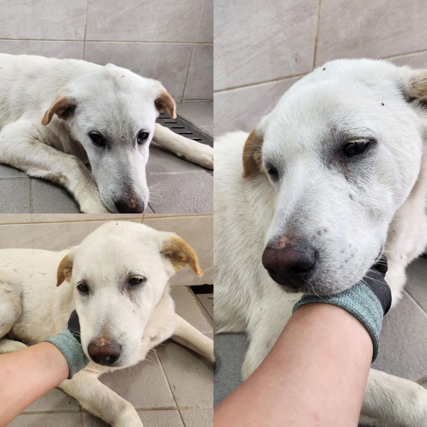경주동물사랑보호센터_447505202301126