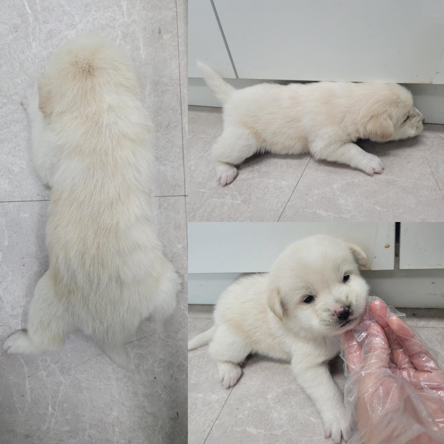논산시 동물보호센터_444454202300974