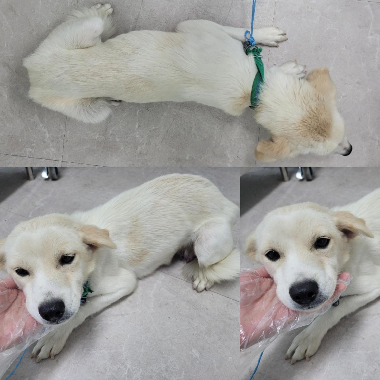 논산시 동물보호센터_444454202300973