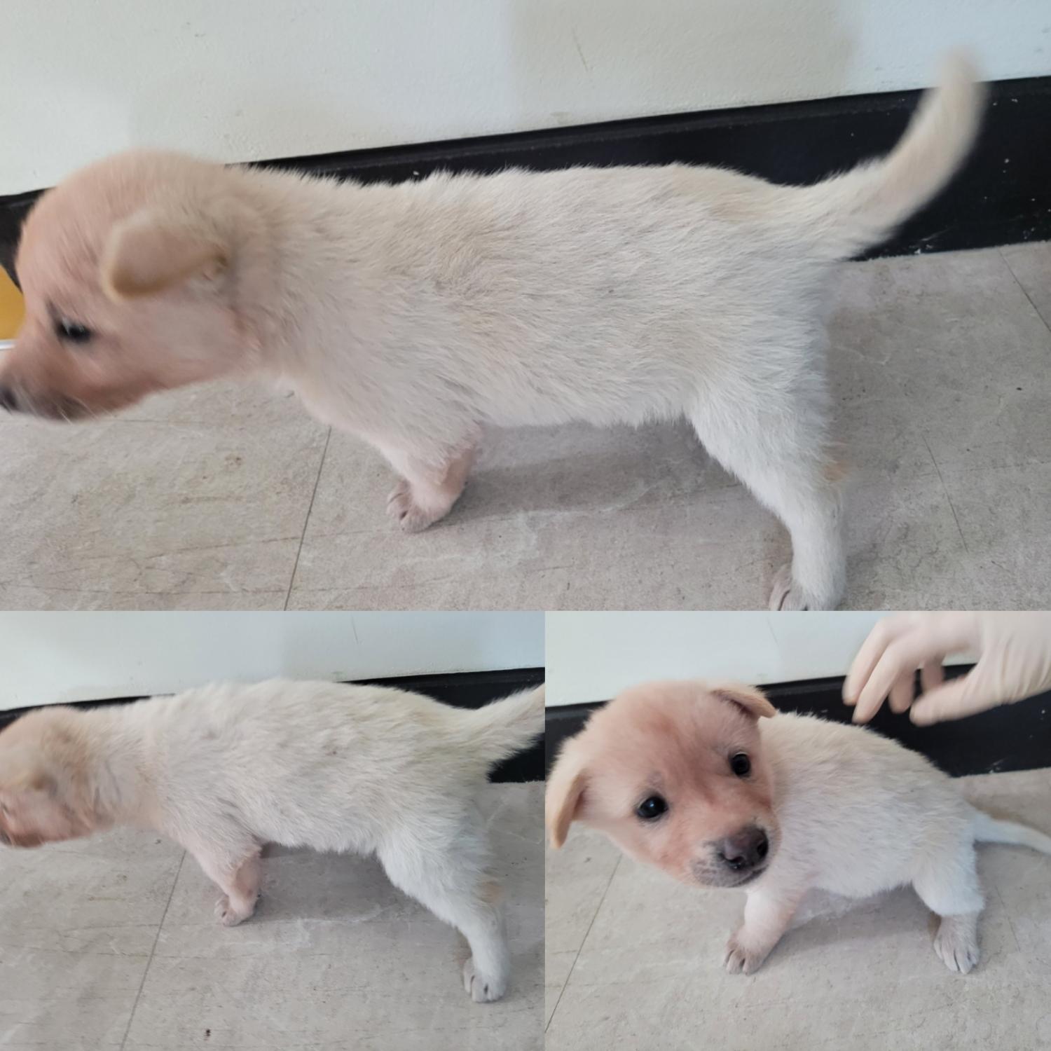논산시 동물보호센터_444454202300971
