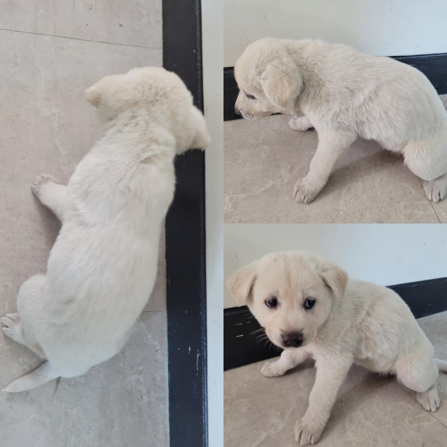 논산시 동물보호센터_444454202300970