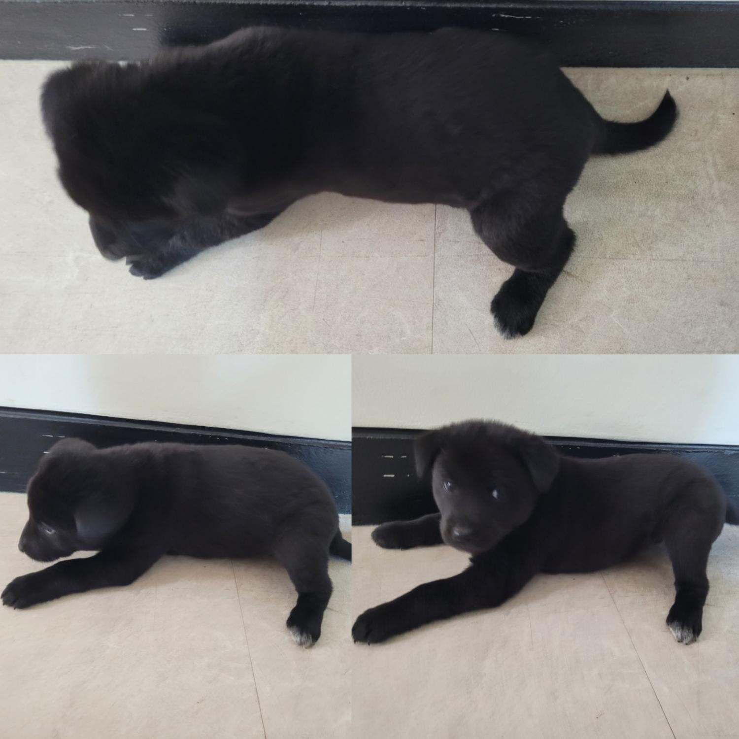 논산시 동물보호센터_444454202300968