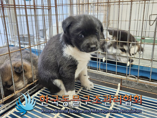 한국동물구조관리협회_441409202301877