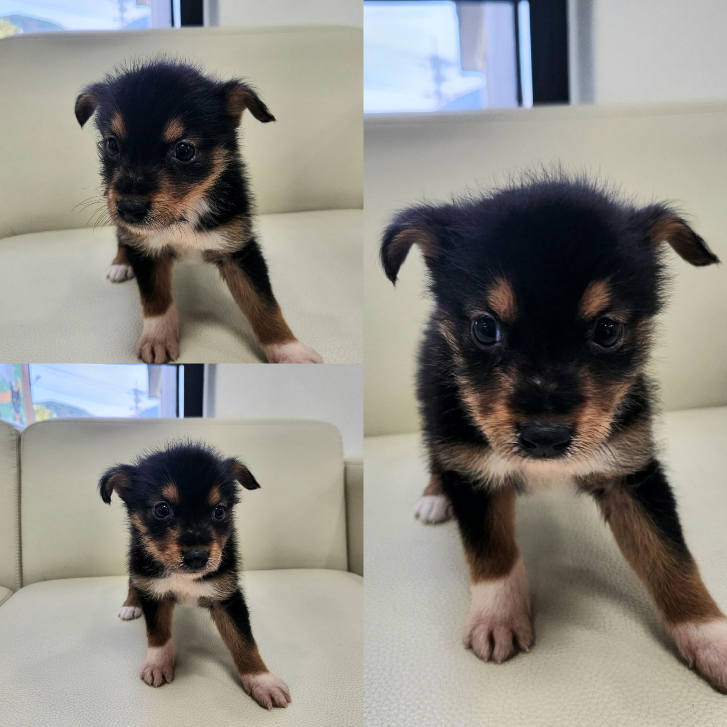 경주동물사랑보호센터_447505202301130