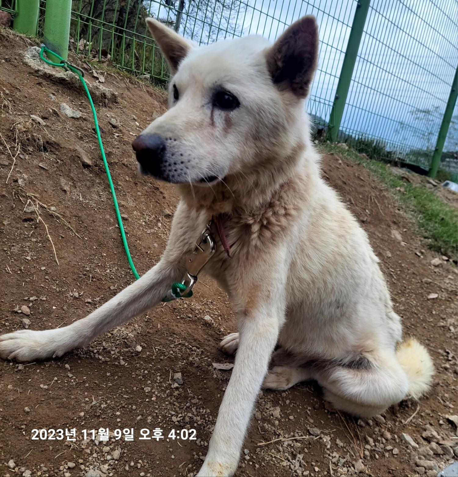 용인시 동물보호센터_441405202304255