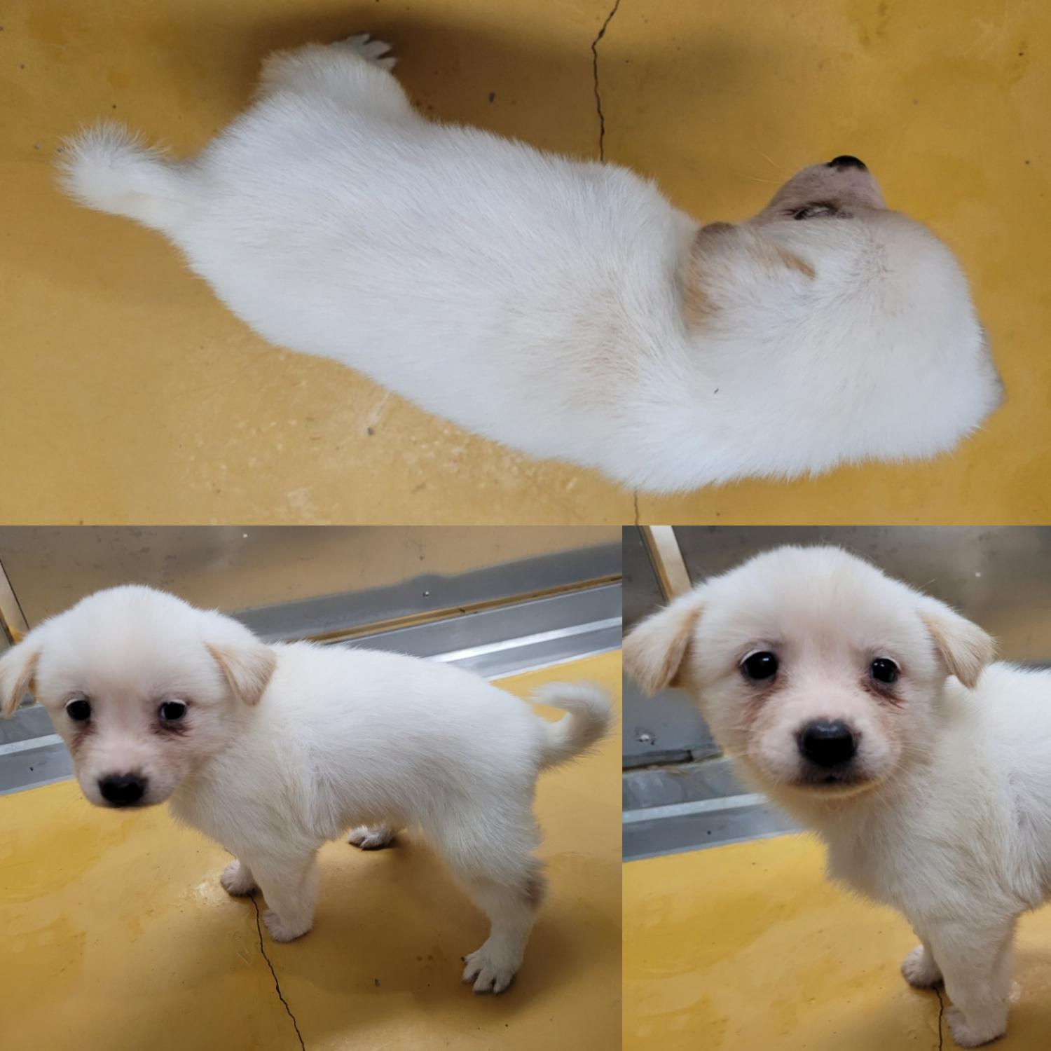 논산시 동물보호센터_444454202300980