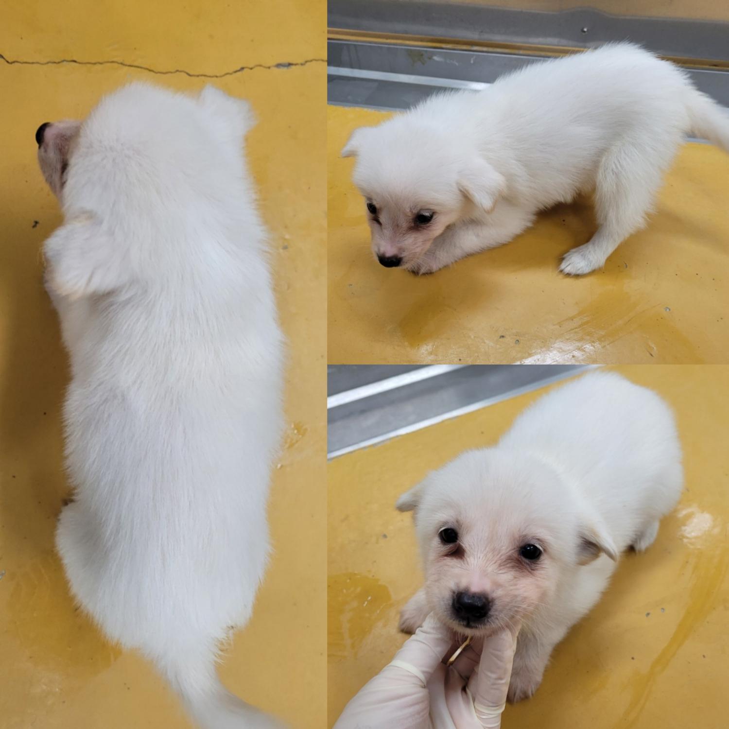 논산시 동물보호센터_444454202300981